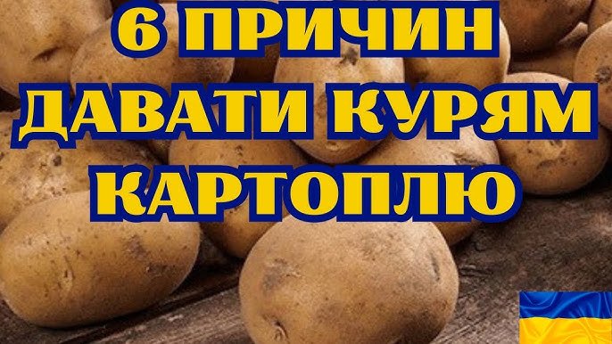 Чи можна індикам давати варену картоплю: рекомендації та поради