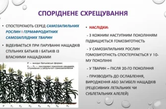 Оберіть можливі наслідки спорідненого схрещування: розгляд ризиків та впливу