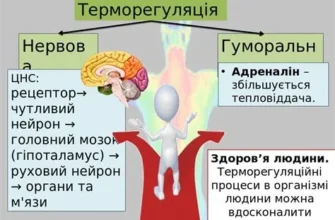 Наслідки порушення терморегуляції в організмі людини: ключові факти