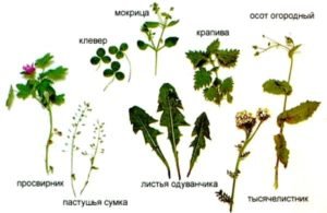 Чи можна давати кролям свіжу траву: поради та рекомендації