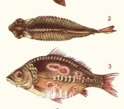 Чи можна їсти рибу з краснухою? Огляд безпеки та рекомендацій