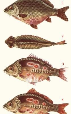 Чи можна їсти рибу з краснухою? Огляд безпеки та рекомендацій