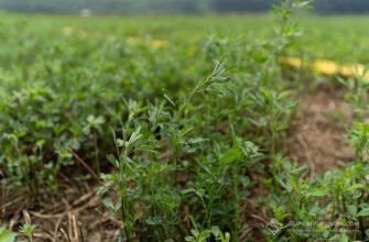 Чи можна сіяти люцерну після люцерни: агрономічні рекомендації та поради