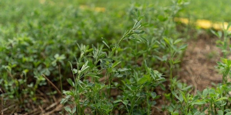 Чи можна сіяти люцерну після люцерни: агрономічні рекомендації та поради