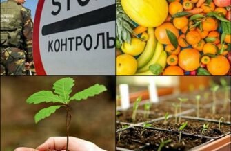 Чи можна перевозити насіння через кордон: правила та рекомендації