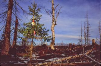 Наслідки кислотних дощів: вплив на екосистеми та здоров’я людей