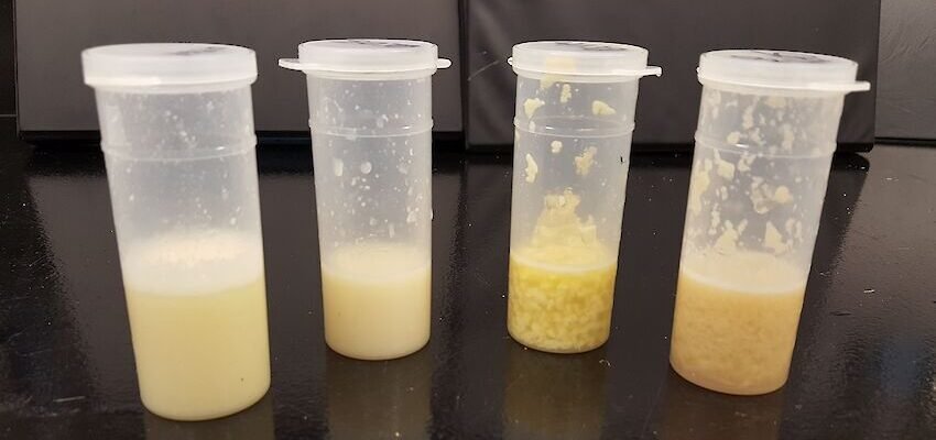 Чи можна пити молоко, якщо у корови мастит: що каже наука?