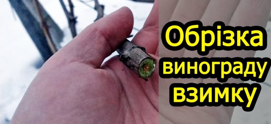 Чи можна обрізати виноград зимою: поради та рекомендації від експертів