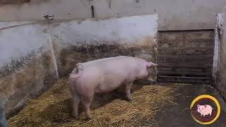 Чи можна різати свиню, коли вона гуляє: поради та рекомендації