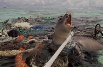 Наслідки забруднення світового океану: загроза для планети та людства