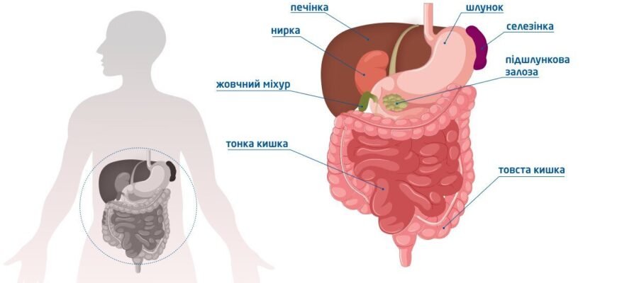 Чи можна пити каву перед УЗД черевної порожнини: поради та рекомендації