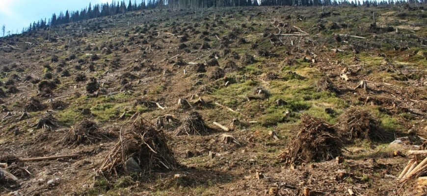 Вирубка лісів: наслідки для екосистем та їх вплив на клімат