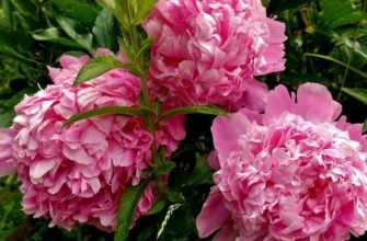 Чи можна пересаджувати піони весною: рекомендації та поради садівникам