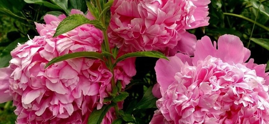 Чи можна пересаджувати піони весною: рекомендації та поради садівникам