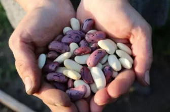 Чи можна садити заморожену квасолю: поради та рекомендації садівникам
