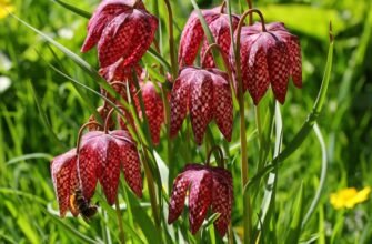 Чи можна садити рябчик весною: поради для вдалого висаджування