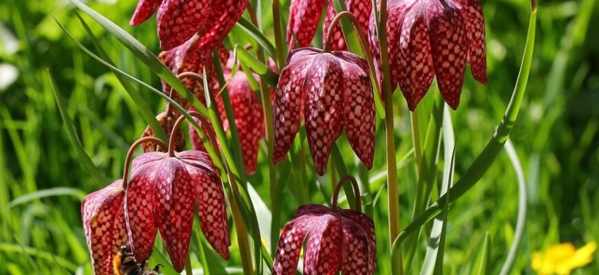 Чи можна садити рябчик весною: поради для вдалого висаджування