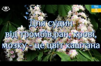 “Чи можна очистити судини настойкою цвіту каштана: ефективність та досвід”