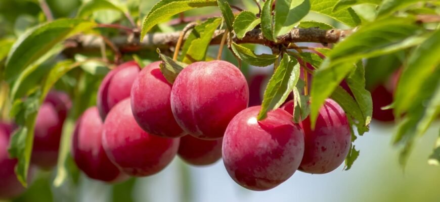 Чи можна їсти сливи при цукровому діабеті: поради та рекомендації