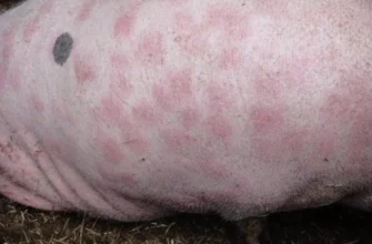 Рожа у свиней: чи безпечно вживати їхнє м’ясо в їжу?