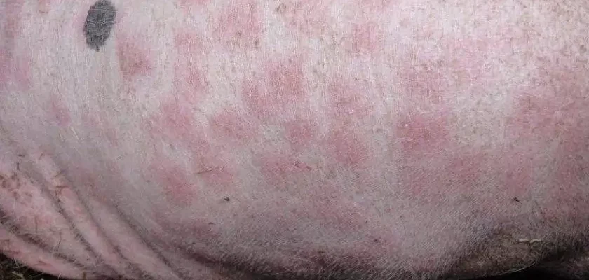 Рожа у свиней: чи безпечно вживати їхнє м’ясо в їжу?