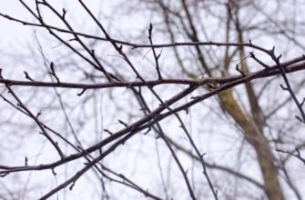 Чи можна спалювати гілки дерев: екологічні та правові аспекти