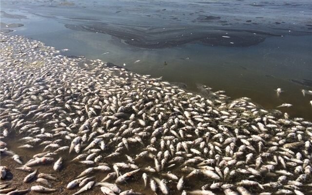 Наслідки забруднення води: вплив на здоров’я і екосистеми