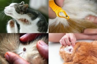 Кліщ у кота: наслідки і як запобігти небезпечним ускладненням