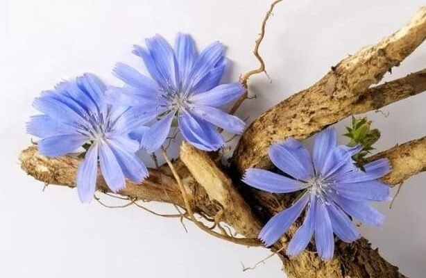 Чи можна пити цикорій при діабеті другого типу: користь та обмеження