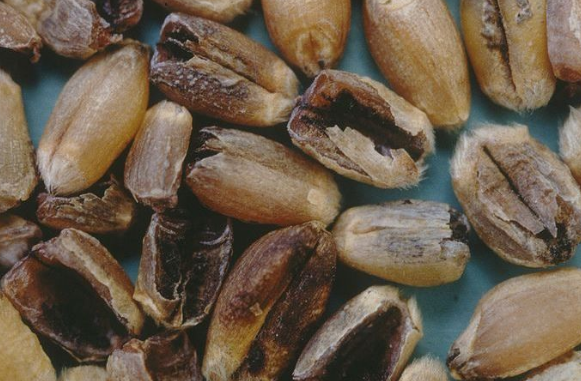 Чи можна тваринам давати зерно заражене сажкою: поради експертів Чи можна тваринам давати зерно заражене сажкою: поради експертів