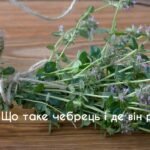 Чабрець: що це, користь для здоров'я, показання та протипоказання ...