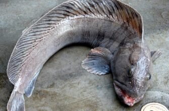 Риба зубатка користь: чому ця морська риба важлива для здоров’я?