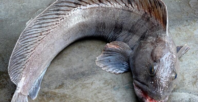 Риба зубатка користь: чому ця морська риба важлива для здоров’я? Риба зубатка користь: чому ця морська риба важлива для здоров’я?