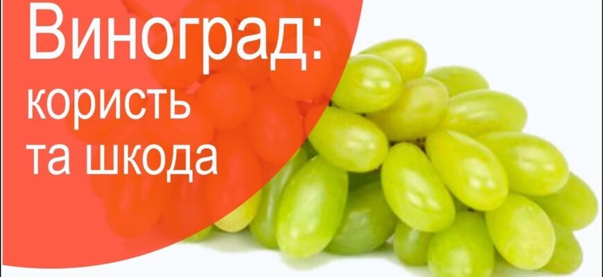 Виноград: Користь і Шкода для Здоров’я – Що Переважає?