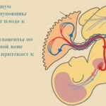 Пуповина має 3 або 2 посудини: що це значить, єдина артерія при ...