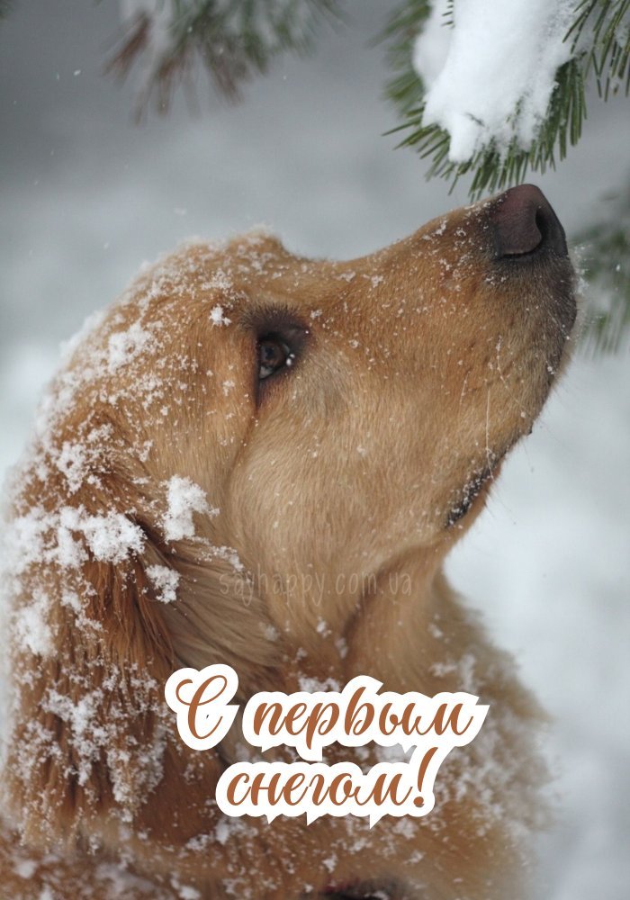 З першим снігом