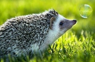 Добрий літній ранок п’ятниці! – картинки (30 фото)