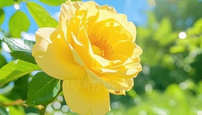 Доброго літнього ранку понеділка! – картинки (30 фото)