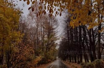 Гарного листопадового вечора картинки (35 фото)