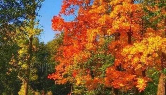Картинки – Чудесного осеннего утра пятницы! (30 фото)
