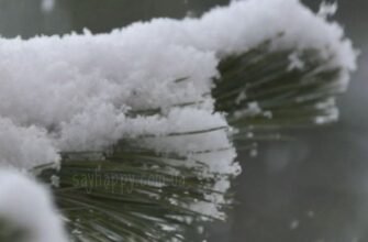Картинки – Казкового лютневого вечора! (30 фото)