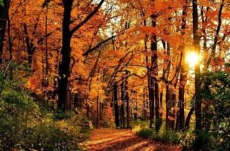 Картинки – с добрым осенним утром четверга! (30 фото)