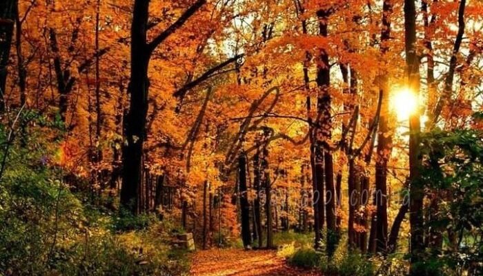 Картинки – с добрым осенним утром четверга! (30 фото)