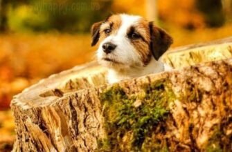 Картинки доброго ранку в осінню п’ятницю (35 фото)