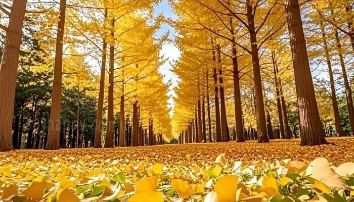 Картинки гарного осіннього ранку вівторка (35 фото)