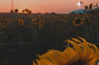 Затишного літнього вечора неділі картинки (30 фото)