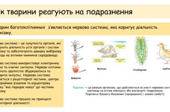 “Відповідь організму на подразники: Роль нервової системи в реакції”