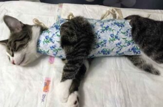 Виділення у кішки після стерилізації: норма чи привід для занепокоєння?