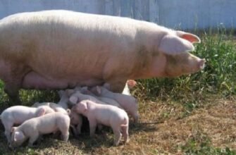Біле виділення у свиноматки після запліднення: діагностика та значення