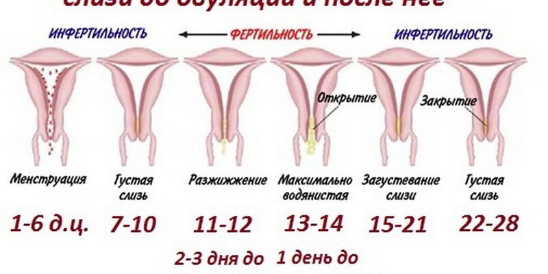 Чи можливі кров’яні виділення під час овуляції: що варто знати?
